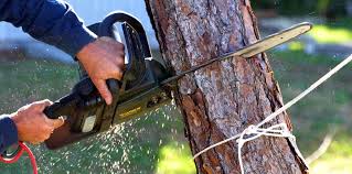 Best Storm Damage Tree Cleanup  in Soledad, CA