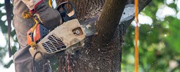 Best Hedge Trimming  in Soledad, CA