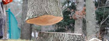 Best Tree Cabling and Bracing  in Soledad, CA