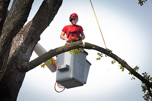 Best Commercial Tree Services  in Soledad, CA