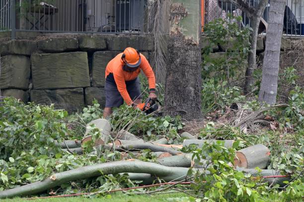 Best Tree Disease Treatment  in Soledad, CA