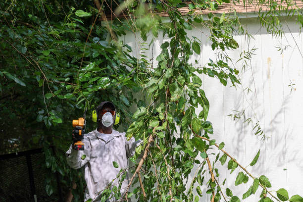 How Our Tree Care Process Works  in  Soledad, CA